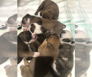 Olde English Bulldogge Puppy for sale in CLEVELAND, TX, USA