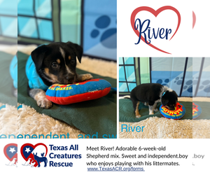 Mutt Dogs for adoption in Lillian, TX, USA
