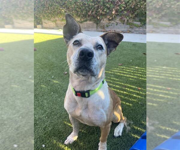 Medium Photo #1 Mutt Puppy For Sale in Elk Grove, CA, USA