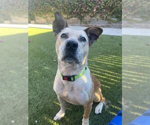 Mutt Dogs for adoption in Elk Grove, CA, USA