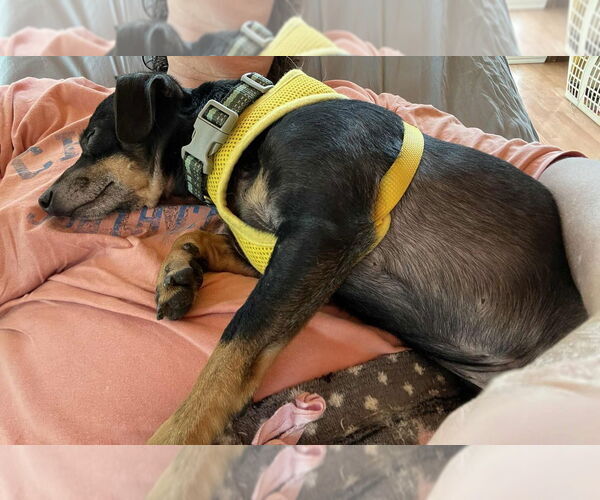 Medium Photo #3 Chihuahua Puppy For Sale in Candler, NC, USA