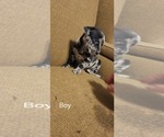 Small Photo #7 Catahoula Leopard Dog-Rottweiler Mix Puppy For Sale in BRADFORD, NY, USA
