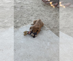 Small Photo #72 Rhodesian Ridgeback Puppy For Sale in MORONGO VALLEY, CA, USA