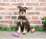 Small Photo #1 Schnauzer (Miniature) Puppy For Sale in SYRACUSE, IN, USA