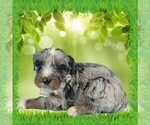 Small #12 Bernedoodle (Miniature)