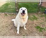 Small Great Pyrenees