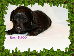 Aussie-Poo Puppy for sale in BELLWOOD, NE, USA