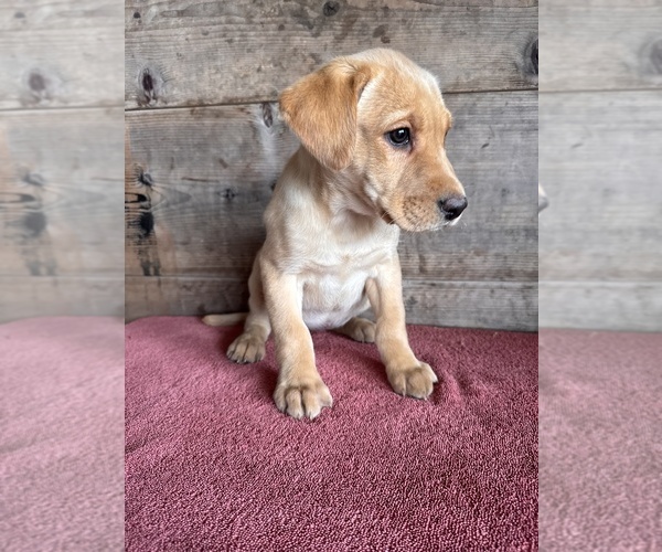 Medium Photo #3 Labrador Retriever Puppy For Sale in VERMONTVILLE, MI, USA