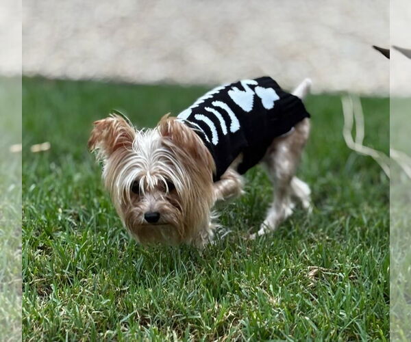 Medium Photo #4 Papillon-Unknown Mix Puppy For Sale in Dana Point, CA, USA