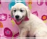 Small Photo #1 English Cream Golden Retriever Puppy For Sale in LANCASTER, PA, USA