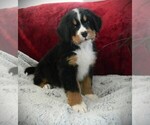 Puppy Oliver Bernese Mountain Dog