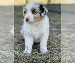 Puppy 5 Australian Shepherd