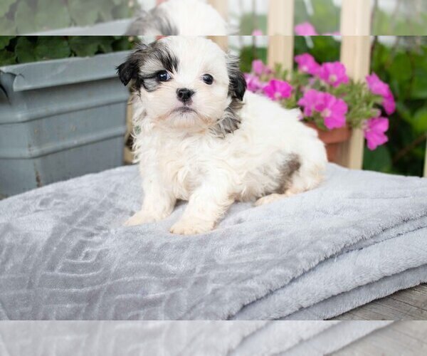 Medium Photo #1 Morkie-Shih Tzu Mix Puppy For Sale in WALHONDING, OH, USA