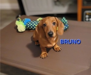 Dachshund Puppy for sale in WALLACE, CA, USA