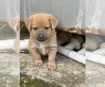 Small #1 Chihuahua-Labrador Retriever Mix