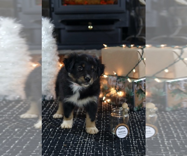 Medium Photo #3 Miniature American Shepherd Puppy For Sale in DAWSON, GA, USA
