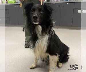 Border Collie-Unknown Mix Dogs for adoption in Washington, DC, USA