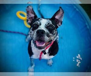 Catahoula Leopard Dog-Unknown Mix Dogs for adoption in Orlando, FL, USA