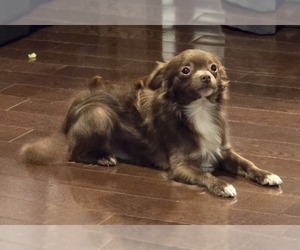 Father of the Chihuahua puppies born on 05/30/2025