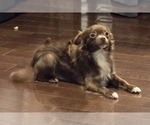 Small Photo #1 Chihuahua Puppy For Sale in OREGON, WI, USA