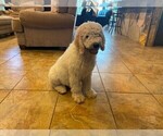 Small Photo #3 Newfypoo Puppy For Sale in MINEOLA, TX, USA