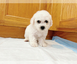 Small #1 Bichon Frise