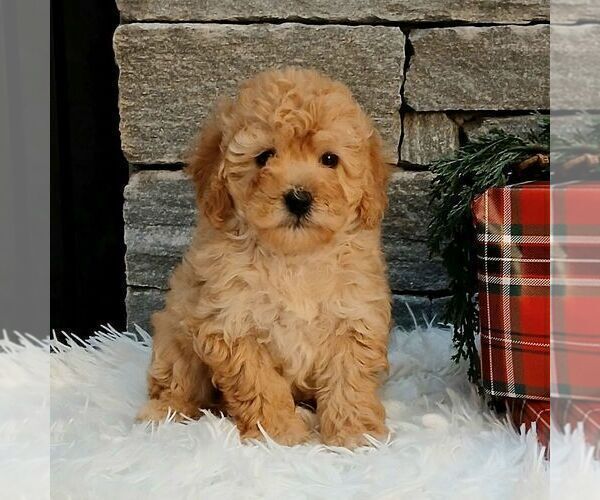 Medium Photo #1 Poodle (Miniature) Puppy For Sale in GORDONVILLE, PA, USA