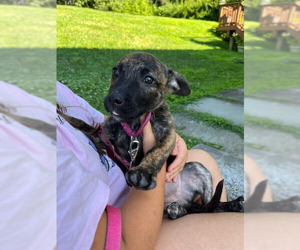 Medium Photo #16 Mutt Puppy For Sale in Brewster, NY, USA