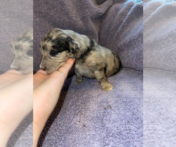 Medium Photo #1 Aussiedoodle Puppy For Sale in MUNFORDVILLE, KY, USA