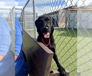 Labrador Retriever Dogs for adoption in Camarillo, CA, USA