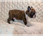 AKC Oakley - Male Boston Terrier Puppy for Sale - Photo #3