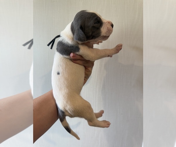 Medium Photo #5 Great Dane Puppy For Sale in HALLETTSVILLE, TX, USA