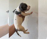 Small Photo #16 Great Dane Puppy For Sale in HALLETTSVILLE, TX, USA