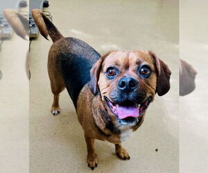 Puggle Dogs for adoption in Derwood, MD, USA