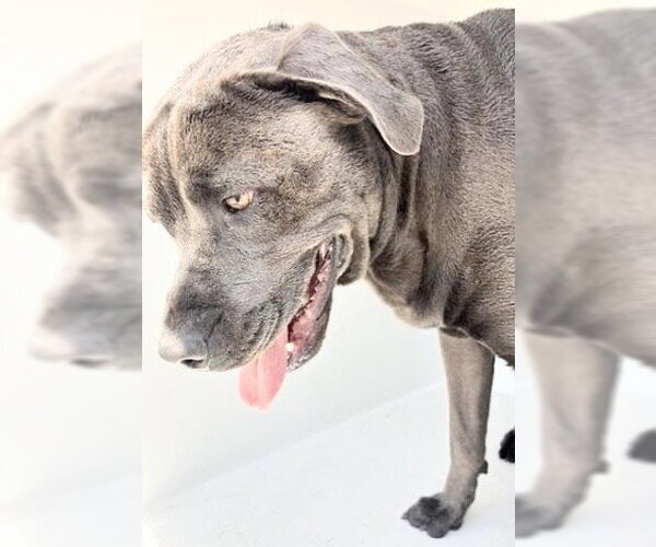 Medium Photo #1 Staffordshire Bull Terrier Puppy For Sale in Houston, TX, USA