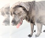 Small Staffordshire Bull Terrier