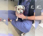 Small #4 Bichon Frise Mix