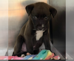 Small #1 Labrador Retriever