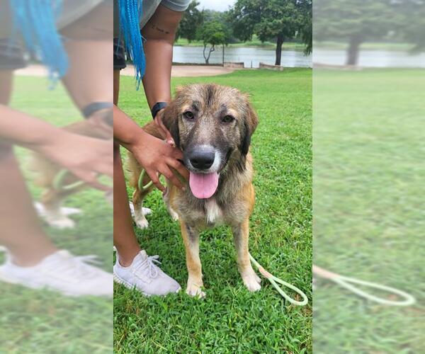 Medium Photo #1 Anatolian Shepherd Puppy For Sale in Waco, TX, USA
