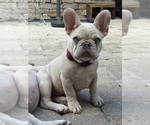 Small #1 French Bulldog