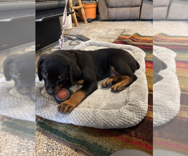 Medium Photo #10 Rottweiler Puppy For Sale in WHITNEY, NE, USA