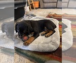 Small #1 Rottweiler
