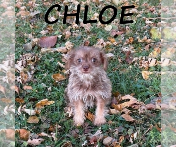 Medium Photo #3 Snorkie Puppy For Sale in HARTLAND, MN, USA