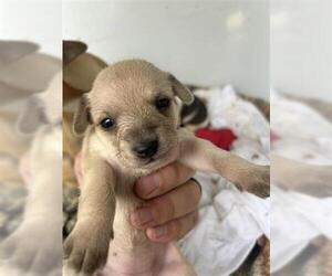 Chihuahua-Unknown Mix Dogs for adoption in Houston, TX, USA