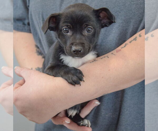 Medium Photo #2 Chipin Puppy For Sale in Huntley, IL, USA