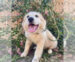 Small #2 Great Pyrenees