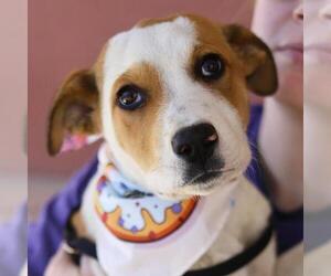 American Staffordshire Terrier Dogs for adoption in San Antonio, TX, USA