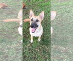 Small German Shepherd Dog