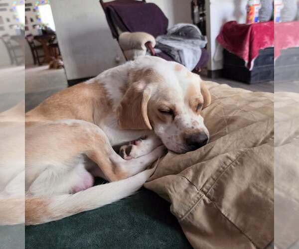 Medium Photo #3 Beagle Puppy For Sale in Las Vegas, NV, USA