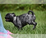 Small #4 Pug